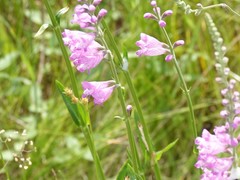 Physostegia pulchella