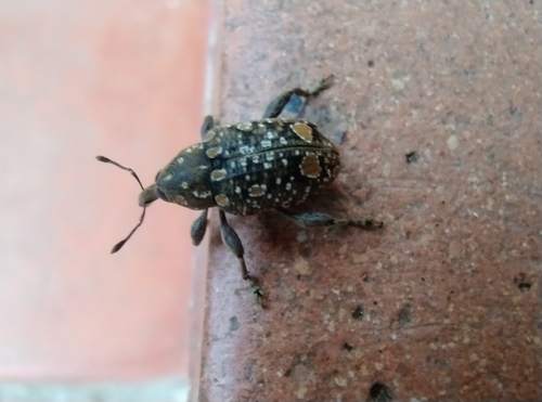 Marshallius bonelli