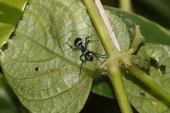 Polyrhachis schlueteri