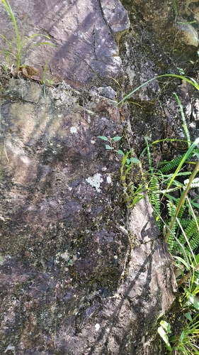 Pholidota cantonensis