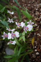 Caucaea