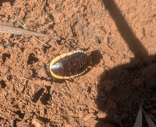 Cosmozosteria bicolor