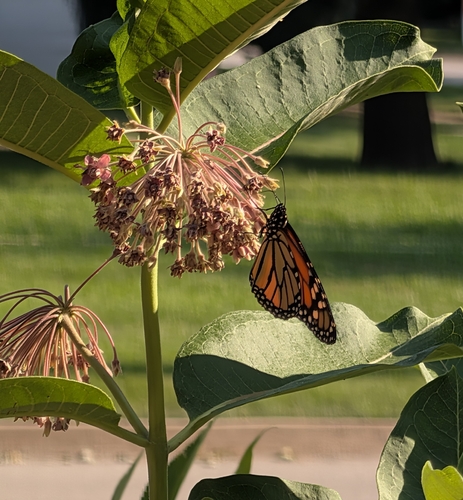 Monarch