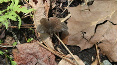 Erynnis brizo