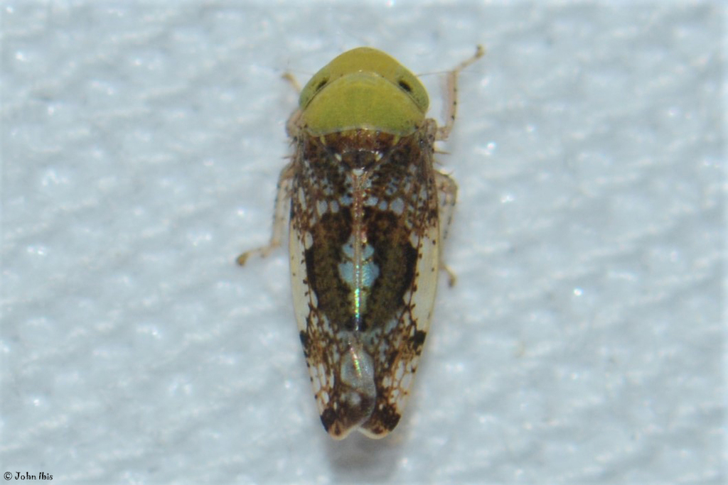 Hishimonus concavus