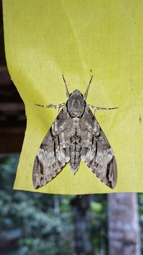 Psilogramma discistriga