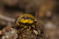 Sminthurinus elegans