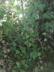 Hedera helix