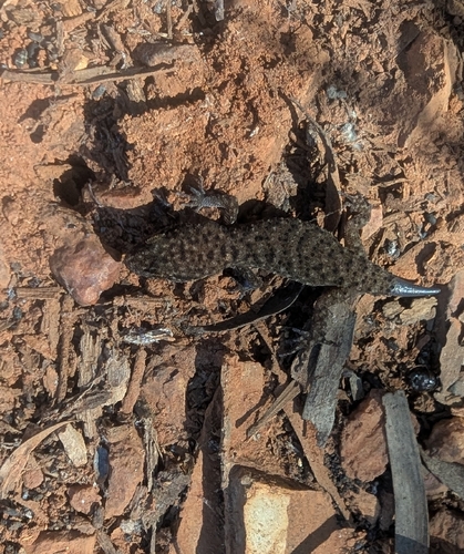 Common Prickly Gecko