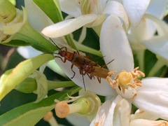 Rhagonycha nigritarsis