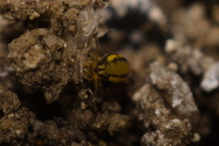Sminthurinus elegans