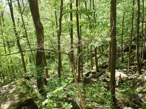 Cornus alternifolia