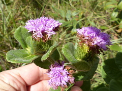 Vernonia bardanoides