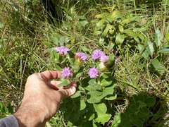 Vernonia bardanoides