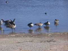 Branta canadensis