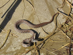 Clonophis kirtlandii