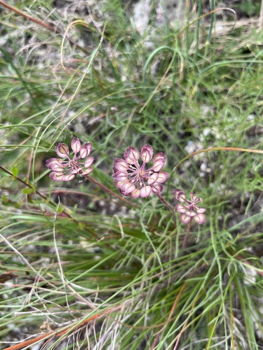 Iberis simplex