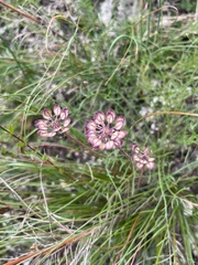 Iberis simplex