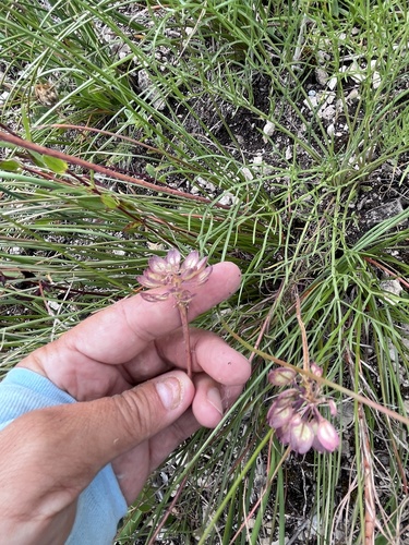 Iberis simplex, photograph 2