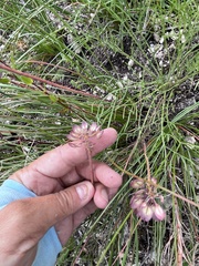 Iberis simplex, photograph (c) Наталья Пикалова, some rights reserved (CC BY)