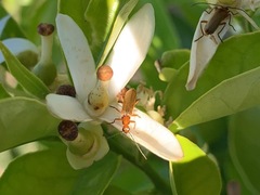 Rhagonycha nigritarsis