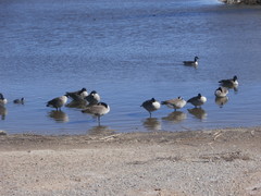 Branta canadensis