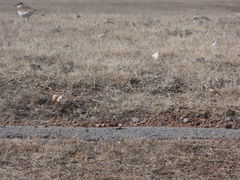 Charadrius vociferus