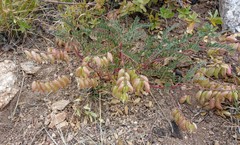Astragalus allochrous