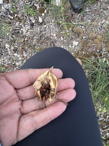 Iris pumila, photograph 2