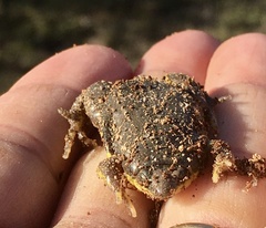 Elachistocleis bicolor