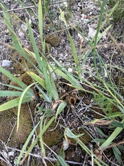Iris pumila, photograph (c) Наталья Пикалова, some rights reserved (CC BY)
