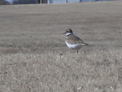 Charadrius vociferus