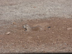 Cynomys ludovicianus