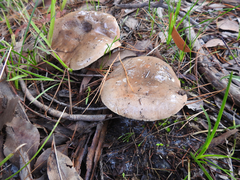 Austroboletus