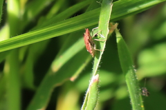 Dyroderes umbraculatus