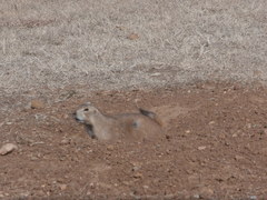 Cynomys ludovicianus