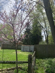 Cercis canadensis