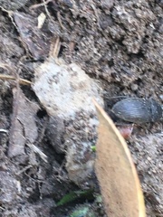 Asiopus minimus