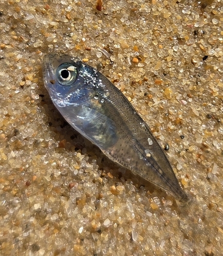 Yellowtail Scad