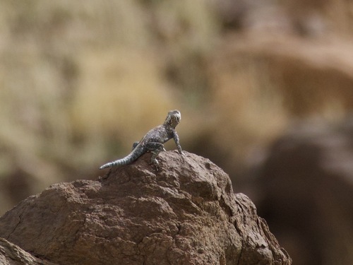 Bibron's Agama