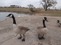 Branta canadensis