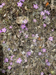 Leptosiphon ambiguus