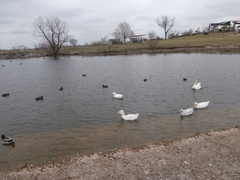 Anas platyrhynchos domesticus