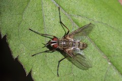 Cryptomeigenia