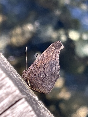European Peacock Butterfly