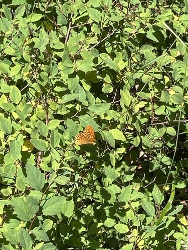 Silver-washed Fritillary