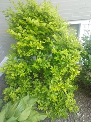 Ligustrum × vicaryi