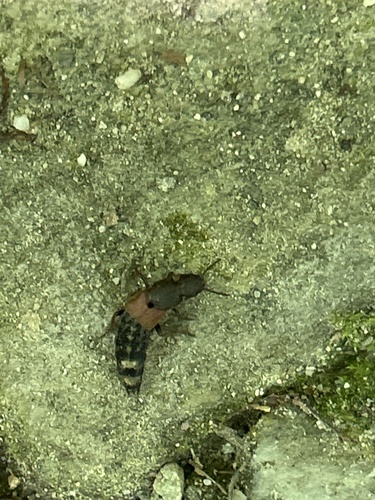 Platydracus chalcocephalus