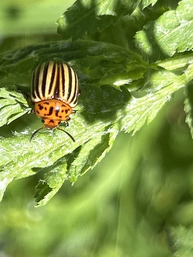 Colorado Potato Beetle