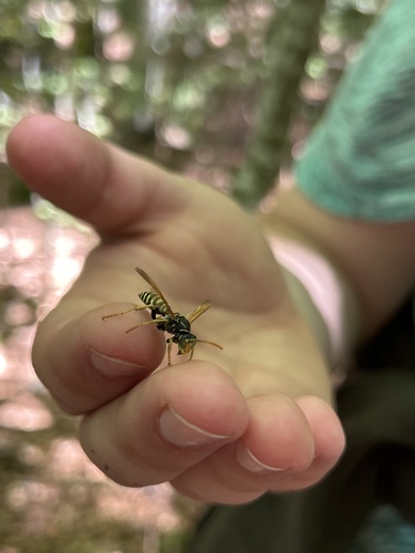 Polistes semenowi